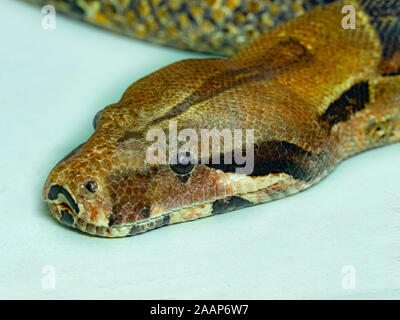 Gemeinsame Boa constrictor constrictor CAPTIVE Stockfoto