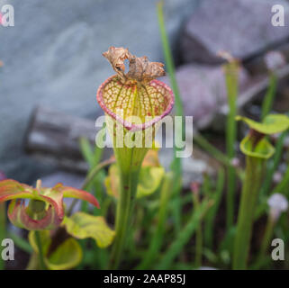 Sarracenia Alata Saraceniaceae Kannenpflanze Stockfoto