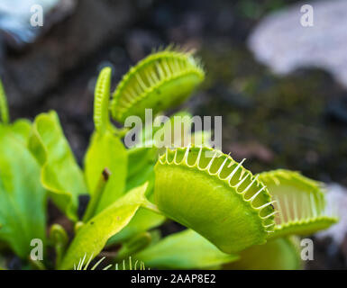 Carnivore pflanzen Venusfliegenfalle Panoramablick. Mehrere spiky Traps auf die Blätter eines grünen und roten Venusfliegenfalle. Insekten fangen und Essen. Stockfoto