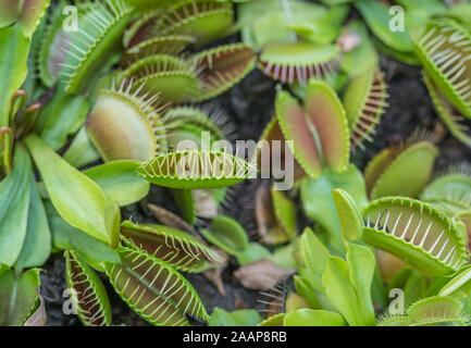 Carnivore pflanzen Venusfliegenfalle Panoramablick. Mehrere spiky Traps auf die Blätter eines grünen und roten Venusfliegenfalle. Insekten fangen und Essen. Stockfoto