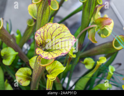 Northern Kannenpflanze (Sarracenia purpurea), Blätter Stockfoto