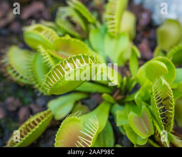 Carnivore pflanzen Venusfliegenfalle Panoramablick. Mehrere spiky Traps auf die Blätter eines grünen und roten Venusfliegenfalle. Insekten fangen und Essen. Stockfoto