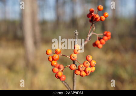 Rote Vogelbeeren auf ein barde Zweig im späten Herbst, close-up Stockfoto