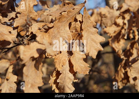 Goldene Eiche Blätter im Spätherbst Abendsonne Stockfoto