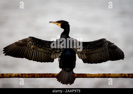 Kormoran trocknet Flügel nach dem Tauchgang. Stockfoto