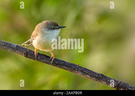 Grau-breasted Prinia hocken auf einer Stange in einem Abstand auf der Suche Stockfoto