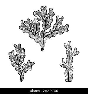 Vector Illustration von Hand gezeichnet Meeresalgen - Fucus Algen. Färbung Seite Buch - zendala Für Entspannung und Meditation. Konzept für Restaurant Speisekarte, Stock Vektor