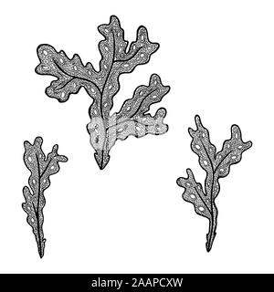 Vector Illustration von Hand gezeichnet Meeresalgen - Fucus Algen. Färbung Seite Buch - zendala Für Entspannung und Meditation. Konzept für Restaurant Speisekarte, Stock Vektor