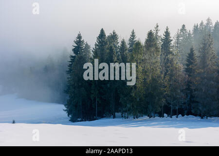 Fichtenwald in Nebel und Raureif. schöne Natur Winter Landschaft Stockfoto