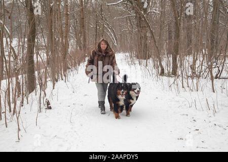 Reife Frau Spaziergänge im Winter Park mit zwei Berner Sennenhunde Stockfoto