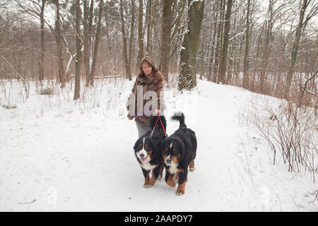 Reife Frau Spaziergänge im Winter Park mit zwei Berner Sennenhunde Stockfoto