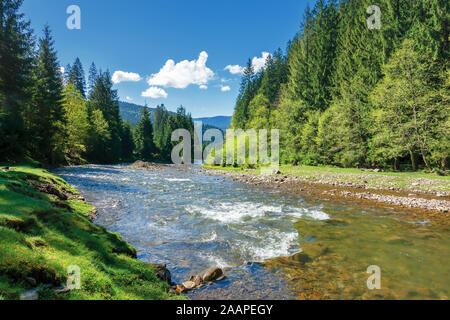 Landschaft mit mountain river unter Fichtenwald. schönen sonnigen Morgen im Frühling. grasbewachsene Ufer und Felsen am Ufer. Wellen über boulde Stockfoto