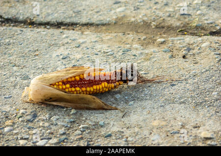 Verschimmelte Maiskolben liegen auf einem Feldweg. Konzept der Lebensmittelabfälle, Verschwendung von Ressourcen oder landwirtschaftlichen Schädlingen Stockfoto