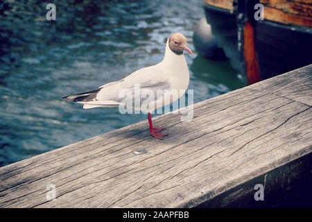 Schwarz-gull, urbanisierten Vogel im Hafen vorangegangen im Stehen auf einem Holzbrett Stockfoto