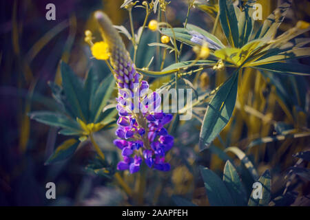 Ein helles Violett Lupin Blume wächst unter gelben Blüten in einer Lichtung durch helles Sonnenlicht an einem Sommertag beleuchtet. Stockfoto