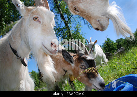 Nahaufnahme, Tiefwinkelaufnahme mehrerer kurioser Ziegen beim Weiden. Stockfoto