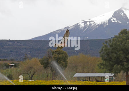 Cinereous Harrier (Circus cinereus) weiblich. Hawk, Jagd über einem Bauern Getreide in Patagonien. Stockfoto