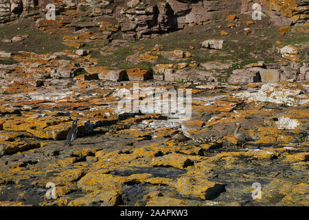 Ein Paar von Ruddy Headed Geese (Chloephaga rubiziceps) mit ihren Küken an der Küste der Bleaker Island auf den Falklandinseln. Stockfoto