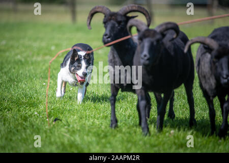 Border Collie ein wachsames Auge auf die Herde, Bingley, Yorkshire, Großbritannien Stockfoto