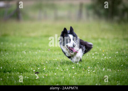 Border Collie lebhaft Spaziergänge durch ein Feld, Bingley, Yorkshire, Großbritannien Stockfoto