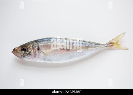 Ein Beispiel für eine scad oder Stöcker, dass Boot angeln gefangen wurde und photograped auf einem dunklen Hintergrund. Scad sind öliger Fisch und eine Quelle von Omega 3 Stockfoto