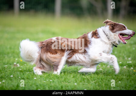 Border Collie, die durch ein Feld, Bingley, Yorkshire, Großbritannien Stockfoto