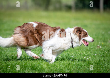 Border Collie, die durch ein Feld, Bingley, Yorkshire, Großbritannien Stockfoto