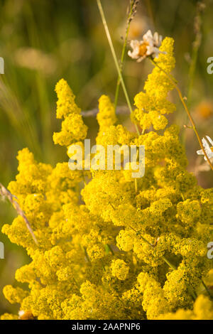 Ein Beispiel für die Lady's Bedstraw Anlage und gelbe Blumen, Galium verum. Dorset England UK GB Stockfoto