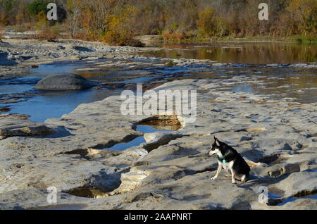 Fluss, die Husky - mutt, McKinney fällt, gerade außerhalb von Austin, Texas. Stockfoto