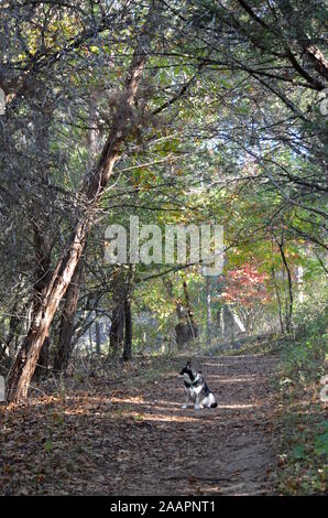 Fluss, die Husky - mutt, McKinney fällt, gerade außerhalb von Austin, Texas. Stockfoto