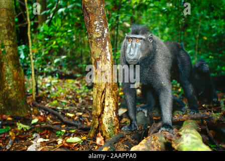 Indonesien. Sulawesi. Tierwelt. Tangkoko National Park. Macaque Affen. Stockfoto