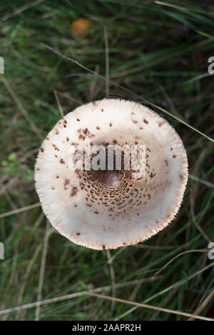 Pilz: Sonnenschirm Pilz (Macrolepiota procera) Stockfoto