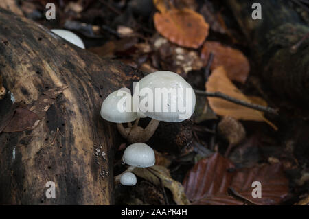 Pilz: Porzellan Pilz (Oudemanisella oder Mucidula mucida) Stockfoto