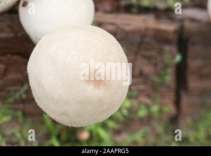 Puffball (Lycoperdon Arten) Stockfoto