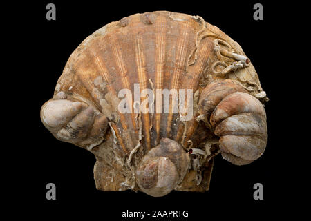 Die leere Hülle eines Königs, oder Große Jakobsmuscheln, Pecten maximus, der durch das Rohr Würmer und Slipper Napfschnecken kolonisiert wurde, Crepidula fornicata. Die slipp Stockfoto