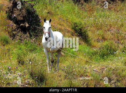 Weißes Pferd auf einer blühenden Wiese Stockfoto