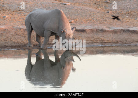 White Rhino in der Nähe einer Wasserstelle in Südafrika Stockfoto