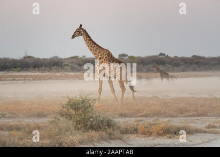 Giraffe zu Fuß durch die Wiesen in der afrikanischen Savanne Stockfoto