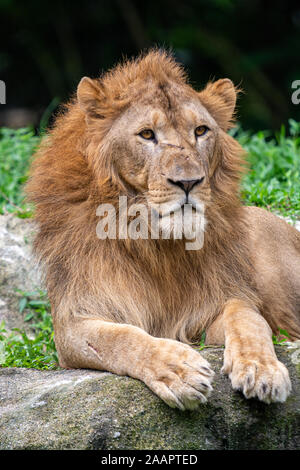 Lion - King ist zurück Stockfoto