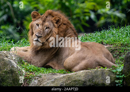 Lion - King ist zurück Stockfoto