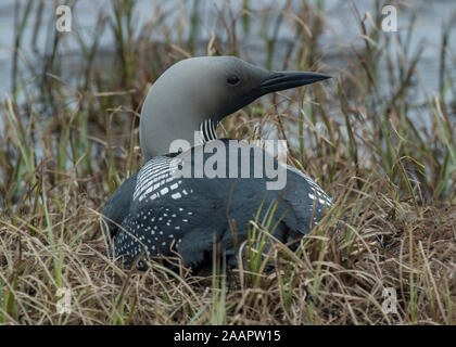 Diver black-throated (Gavia arctica), am Nest auf großer See, Kiberg, Varanger, Das arktische Norwegen Stockfoto