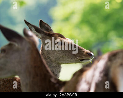 Red Deer (Cervus elaphus) im Richmond Park, London, UK Stockfoto