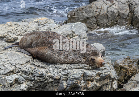 New Zealand Seebär Stockfoto