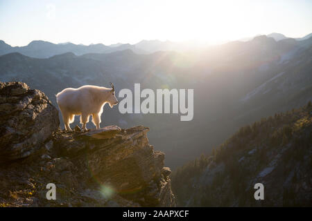 Valhalla Provincial Park in der West Kootenays einer felsigen Schneeziege (Oreamnos americanus) steht auf einer Klippe während der Goldenen Stunde in British Columbia, Stockfoto