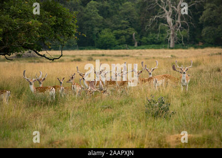 Eine Herde Damhirsche, Dama Dama, mit ihren Geweihen in Velvet in einem Wildpark. Dorset England UK GB Stockfoto