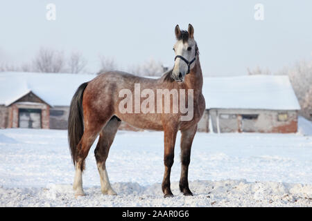 Apfelschimmel - Grau arabische Pferd in Bewegung im Winter Bauernhof Stockfoto