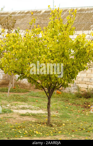 Fallender Aprikosenbaum in meinem Garten vor dem Hintergrund des alten rostigen Daches des Hauses und einem Steinzaun im Herbst. Stockfoto