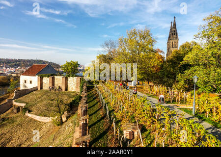 Kleine tschechische Weinberge Vysehrad Ansicht der Prager Festung Alte Burg Premyslid-Dynastie Europa Weinberg Wein in Reihen Vysehrad Prag Herbst Bäume im Herbst Stockfoto