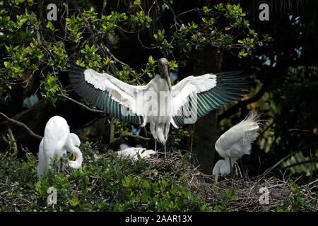 Holz Storch - mycteria Americana - bewacht sein Nest in Saint Augustine, Florida mit zwei großen Reiher - Ardea alba in der nahe gelegenen Nestern. Stockfoto