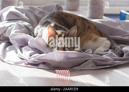 Calico Cat spielt mit ihrem Lieblingsspielzeug, ein kleines rosa Feder. Katze ist bereit zu stürzen Stockfoto